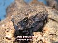 Bufo paracnemis - Rhinella schneideri 05